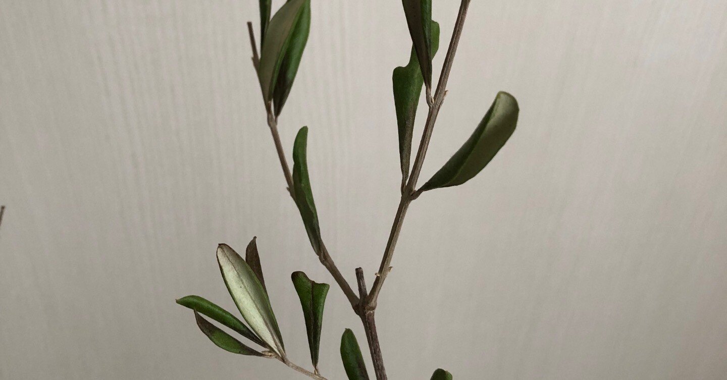 55142d9f46c68ec8fca0030e4161ec