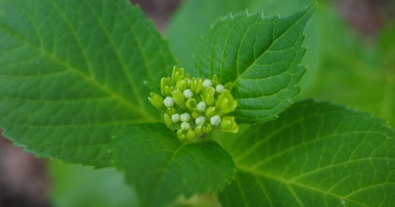 紫陽花の足音とワインバー