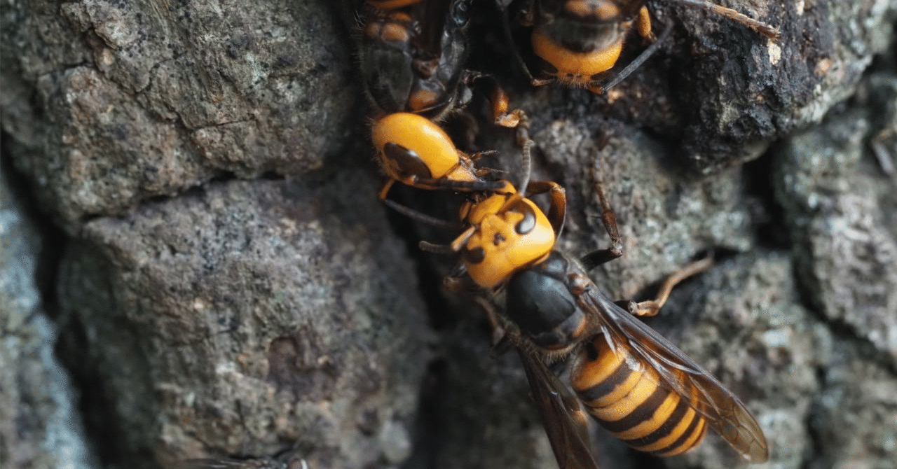 みつばちとスズメバチと私｜Bee happy みほ