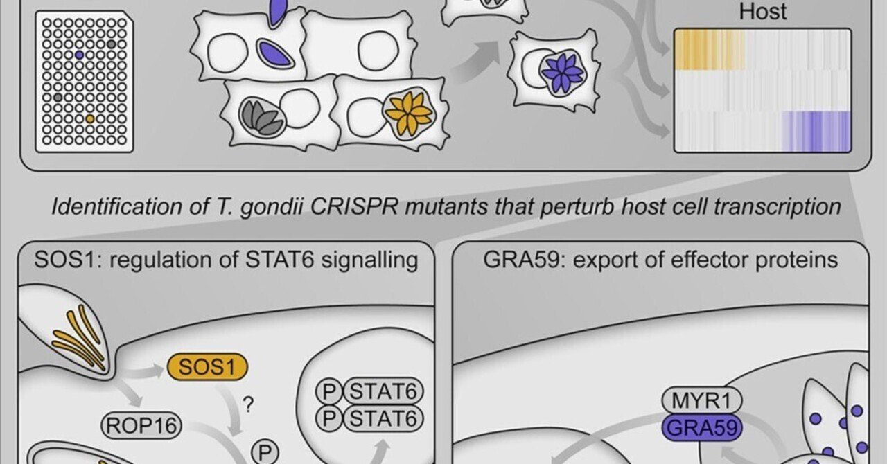 宿主細胞の転写を標的とするToxoplasma gondiiエフェクタータンパク質のハイスループット同定｜哉百名