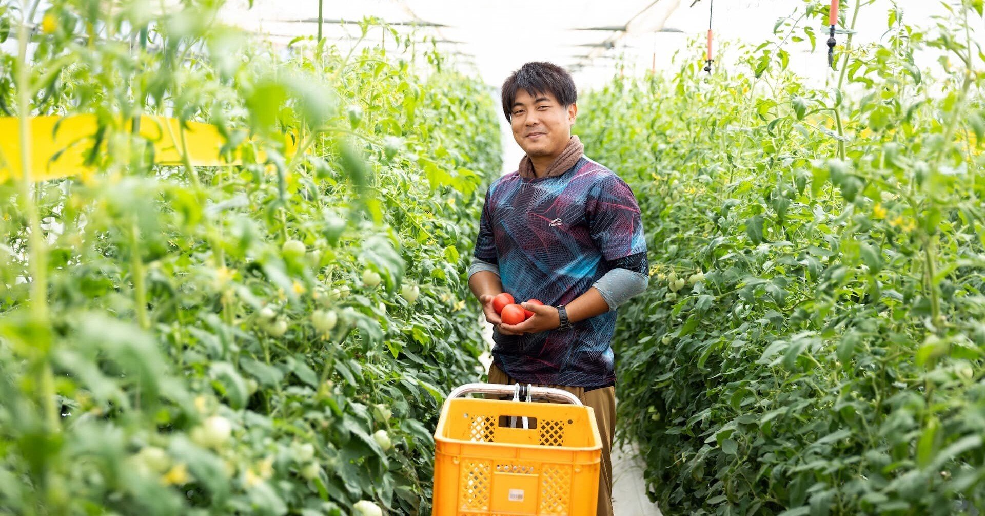 若い農家 Entering agriculture at age 30! Introducing a young tomato farmer