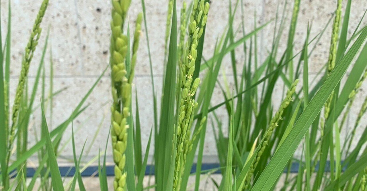 稲ほ舎「不耕起栽培」プロジェクト⑧～出穂（しゅっすい）しま