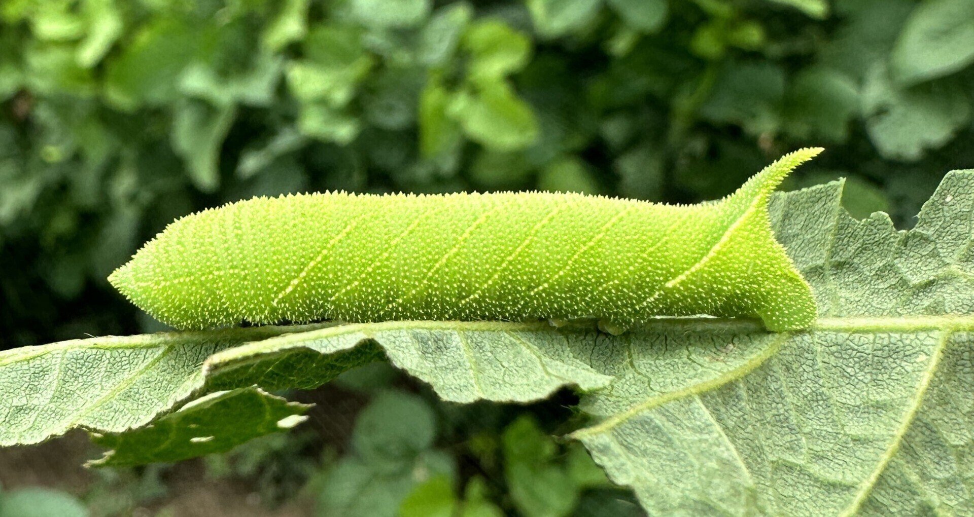 昆虫養殖奮闘列伝｜note