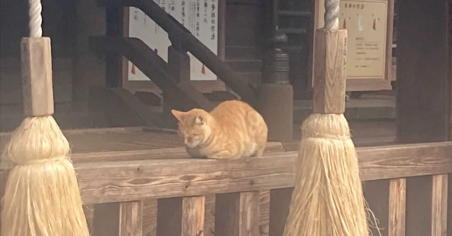 賽銭箱の前で寝ている猫の姿があまりにも神々しい…迷い込んだ神社で一