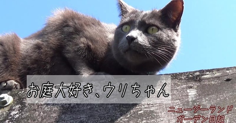 ウリちゃんは、庭が好きだ！