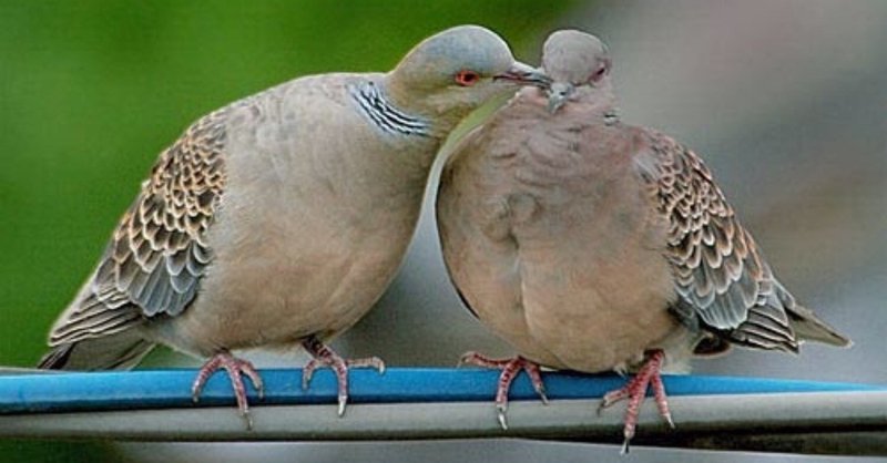 鳴き声 キジバト