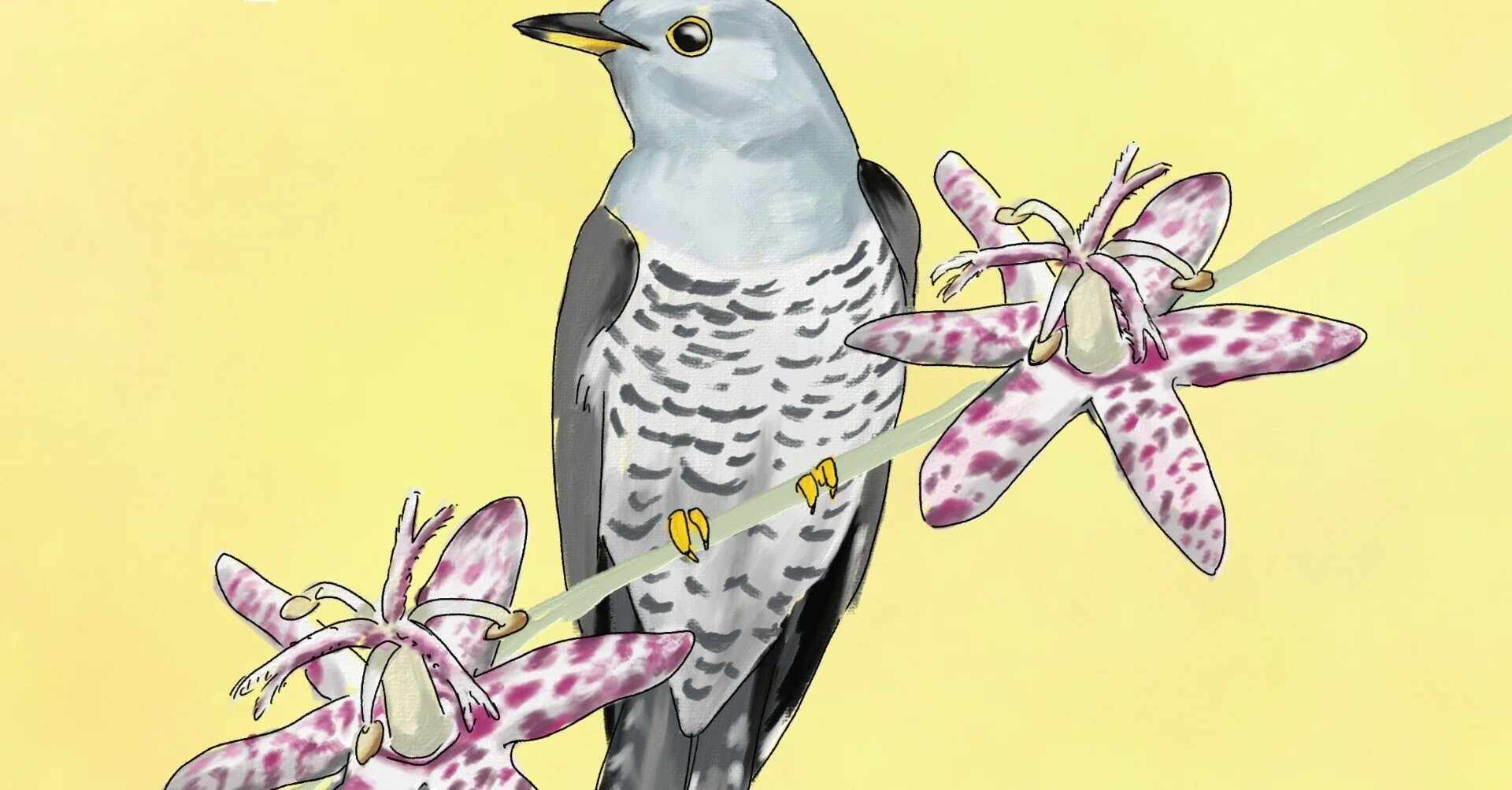 鳥のホトトギス、花のホトトギス｜くますけ｜自然ガイド・クリエイター