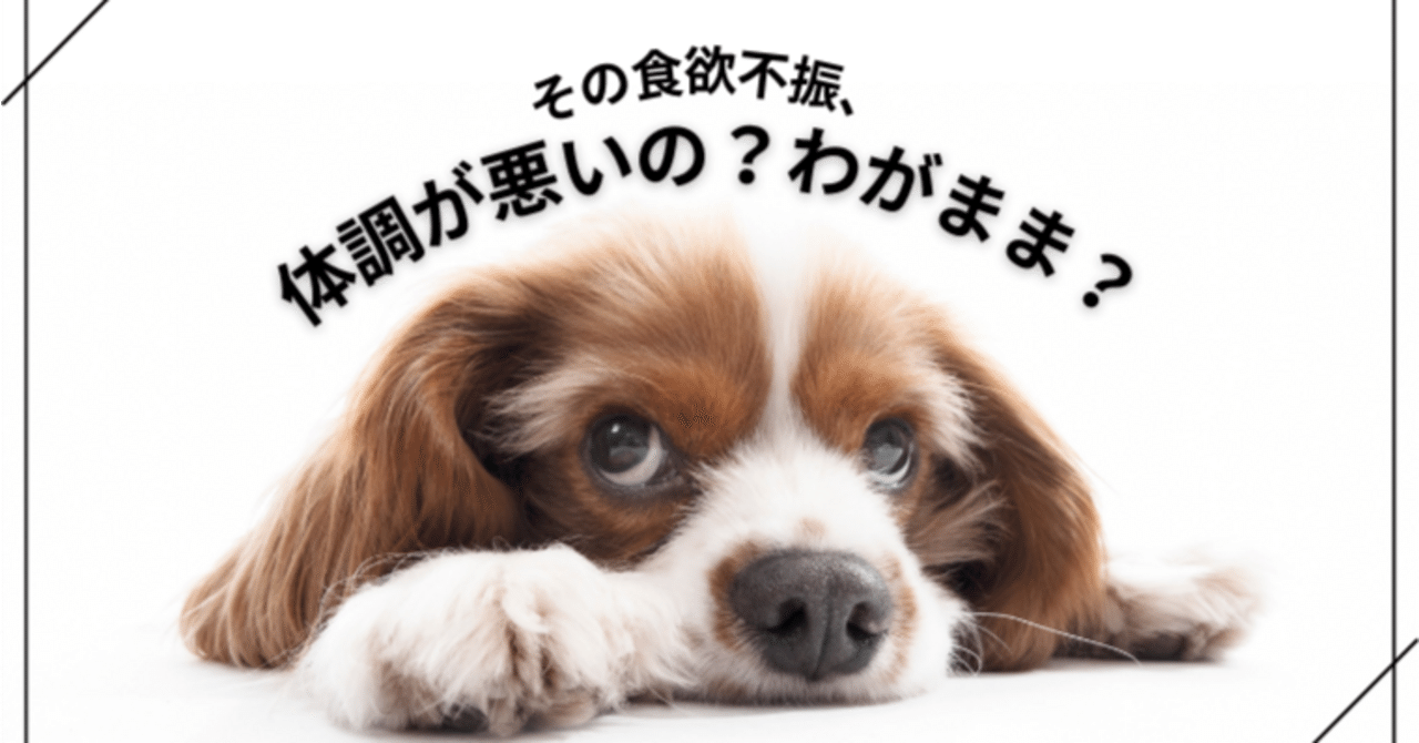 犬のおむつの写真が気持ち悪い人がいるので、あえて犬のおむつ姿😍‼️ 犬用おむつはお高いので、人間の赤ちゃんのおむつと併用してました😏  うちの子は車椅子も使ってたので、どやっ‼️ 気持ち悪さ倍増したか‼️ 愚か者‼️ 人間はおむつで外出しないって？ 外で水遊びし ..., image size:1280x670