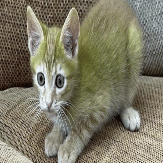 緑色のネコ｜kurosakayu