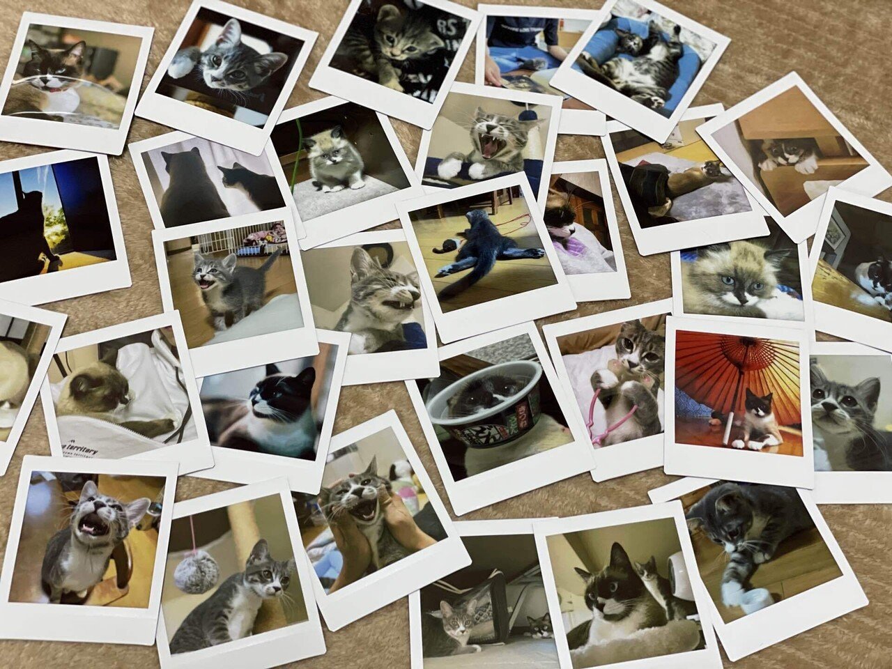 猫とチェキ｜ねこねこのねこ