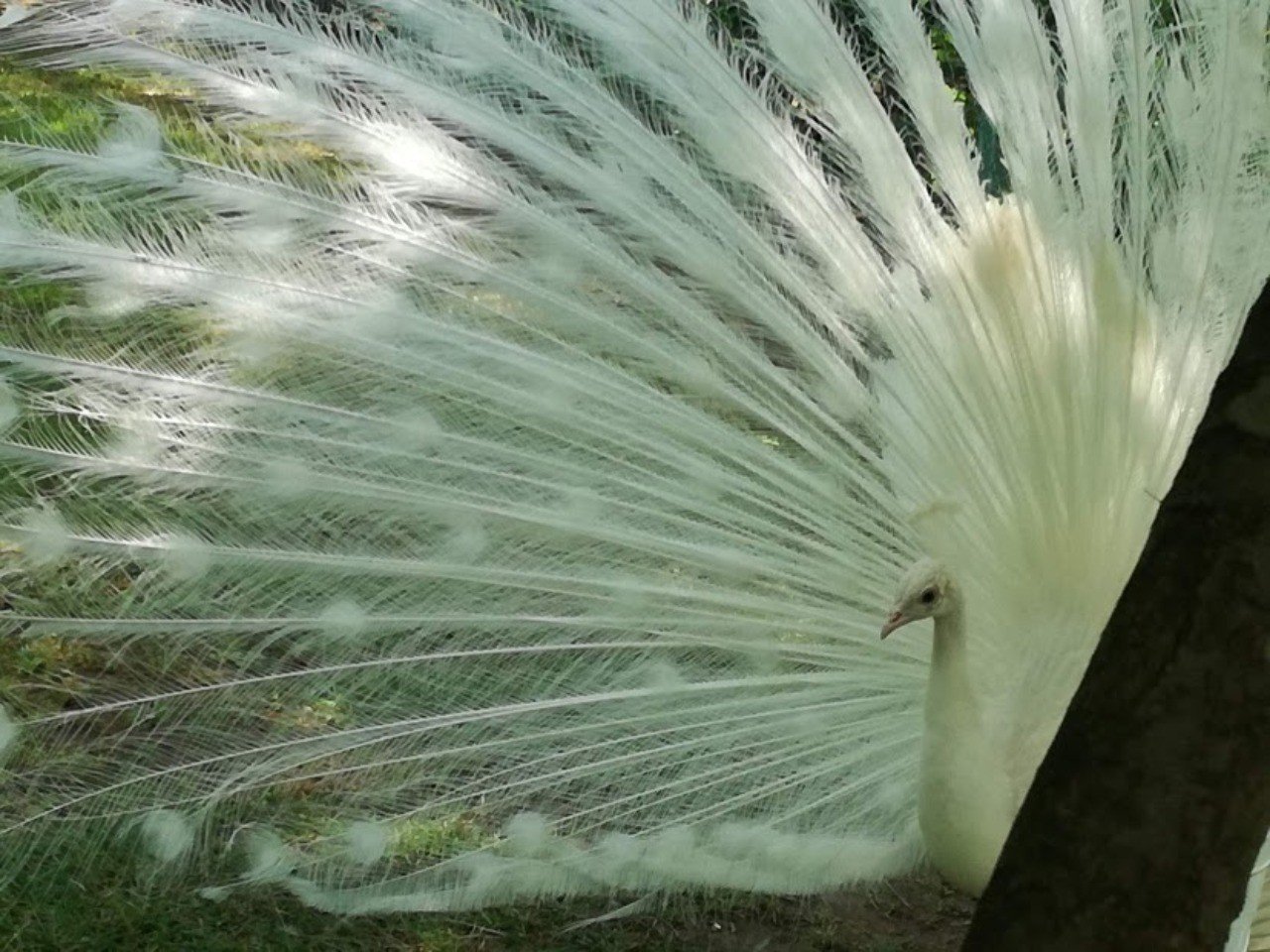 9799685e5bf30191348264a69708e5