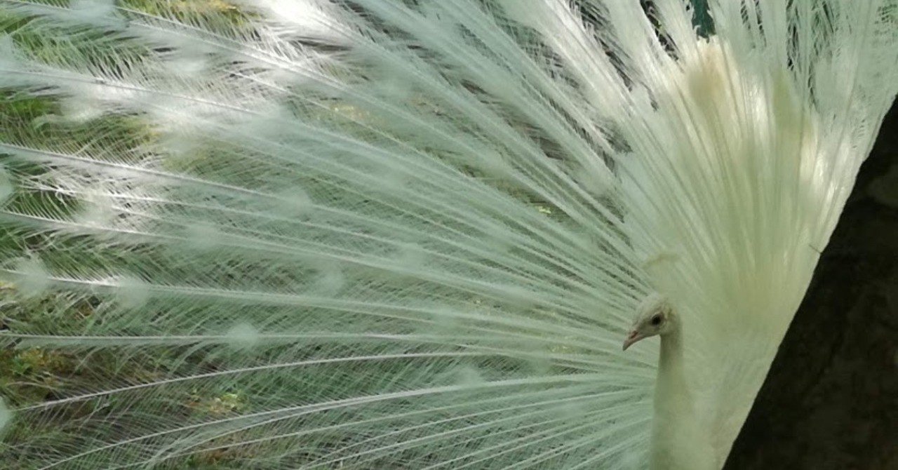 青森写真処 ～白孔雀の求♡愛行動～ at 弘前城植物園｜山田スイッチ