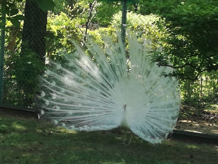 青森写真処 ～白孔雀の求♡愛行動～ at 弘前城植物園｜山田スイッチ