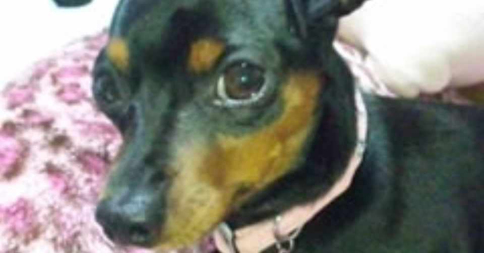犬の キシリトールガムの誤食 について 動物の先生 Note