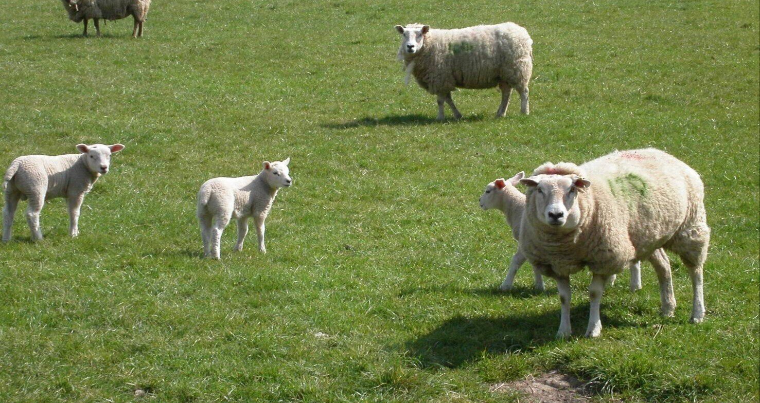 ゲレルト・アプ・グリフィズ｜note