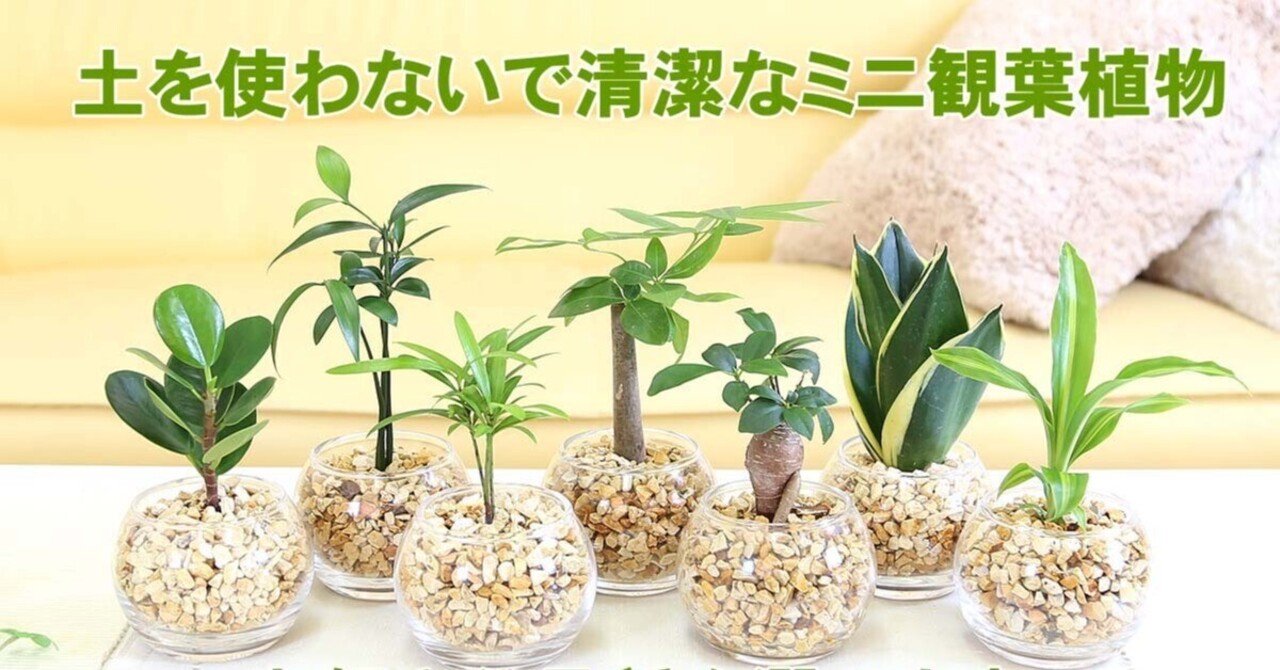 ストレッチャー。観葉植物。鉢ごと無料で発送致します。 🍀土を使わないで清潔なミニ観葉植物 ゼオライト植え・ガラス鉢