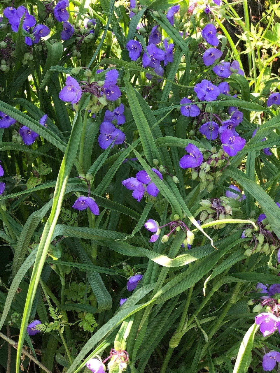 道端の草花 アスファルトを避けて咲いている 松江小鉄 Note 道端の草花 アスファルトを避けて咲いている 松江小鉄 Note