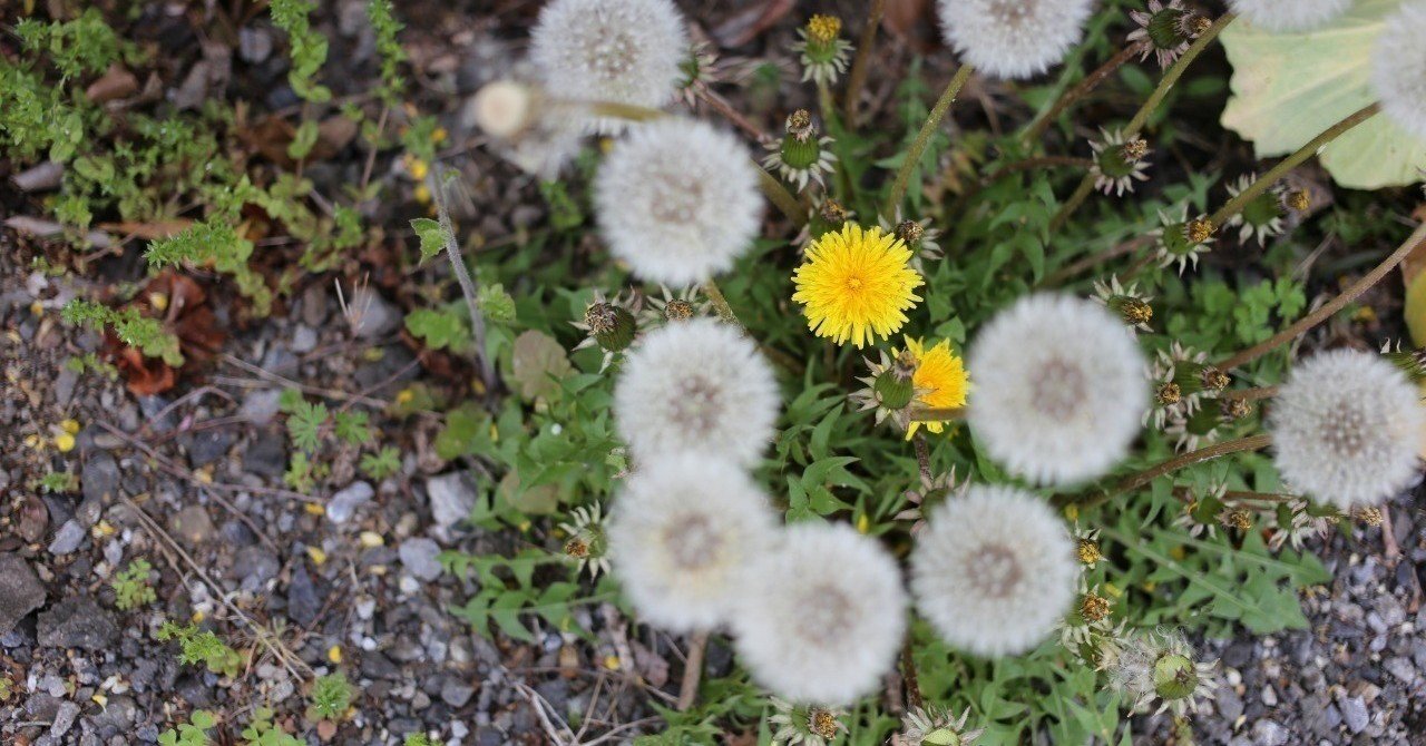 たんぽぽが綿毛に移り変わる姿を私は知らない｜aoikara