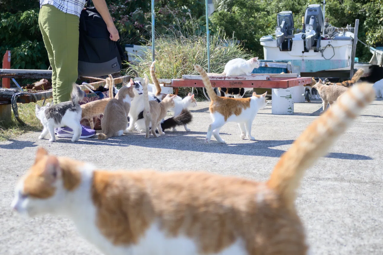 旅photo日記】青い海と猫たちに癒やされる旅。in 長崎｜みきてぃ(福島