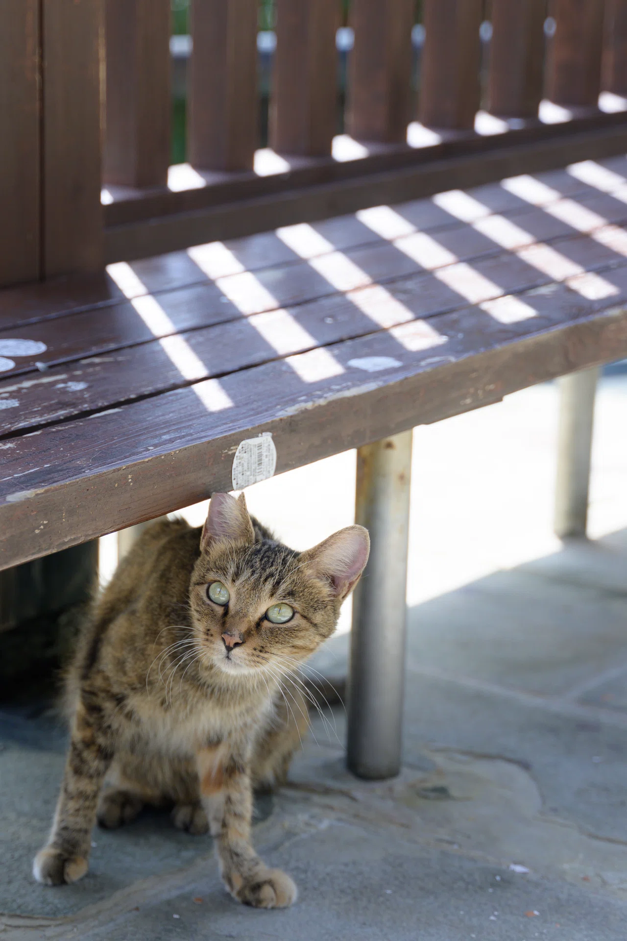 旅photo日記】青い海と猫たちに癒やされる旅。in 長崎｜みきてぃ(福島