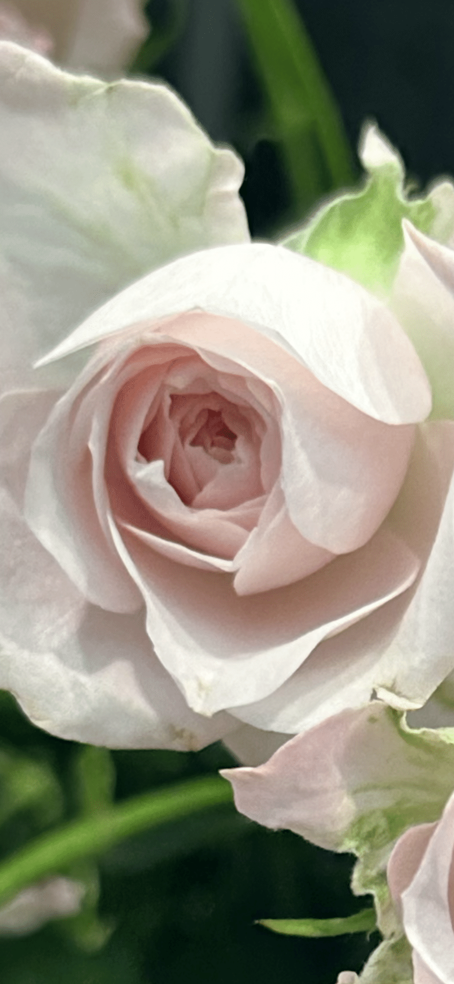FAIRY KISS｜EGGSEED