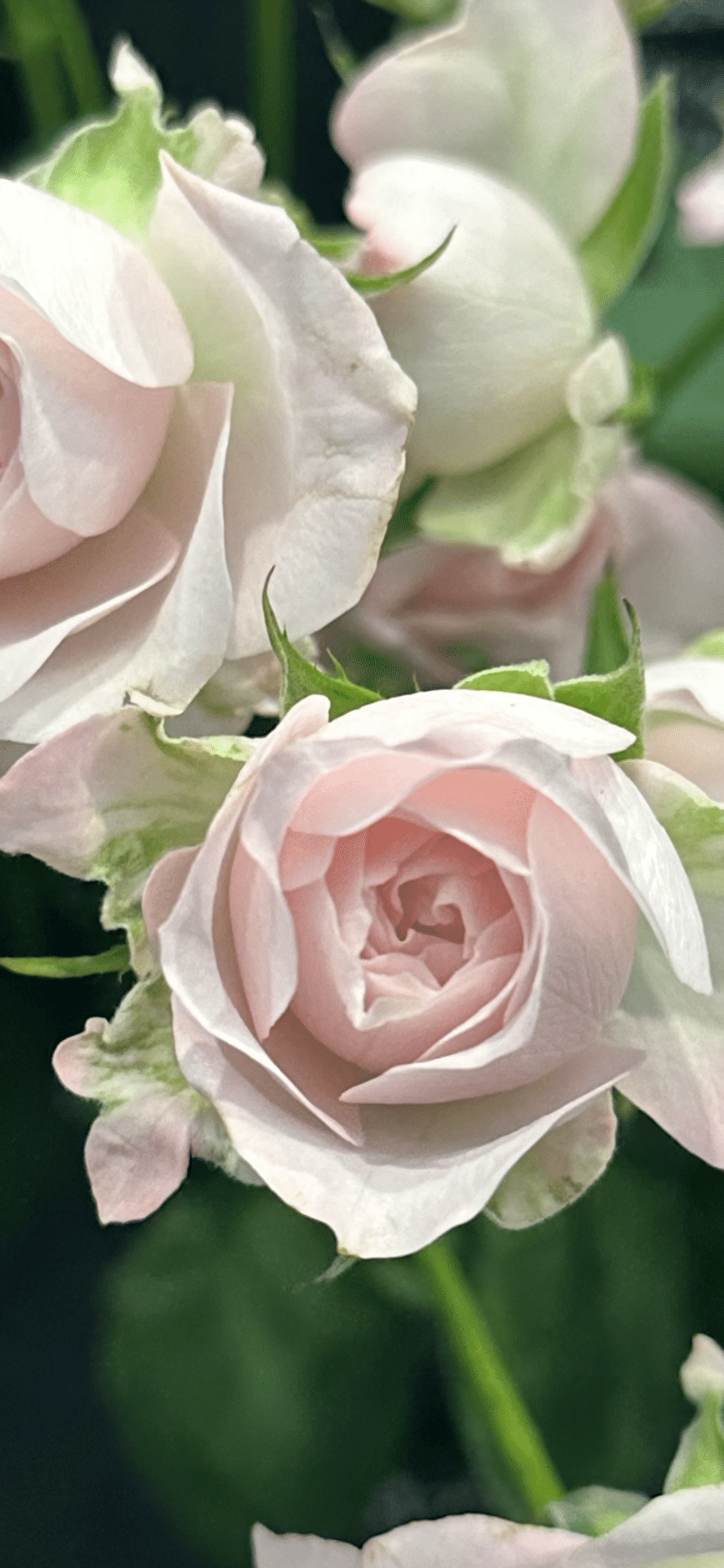 バレエコア　薔薇　フェアリーグランジ　ハンドメイド 04a37e30d7048f4a3e1ab0e30bc7ec