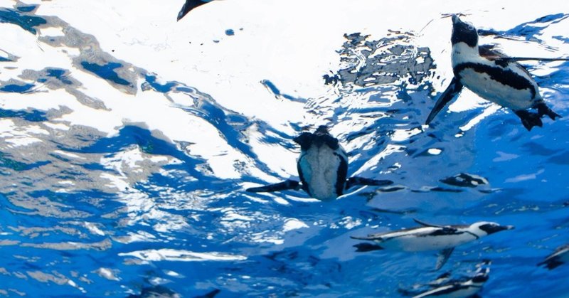 就活中 最終面接で 青い鳥はいないんだよ と言われた話 玄川 阿紀 Note