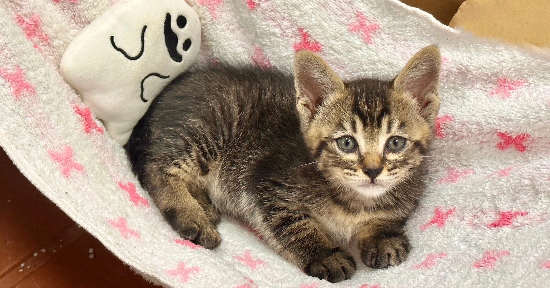 新しく仲間入りしました🐈｜那須どうぶつ王国公式note