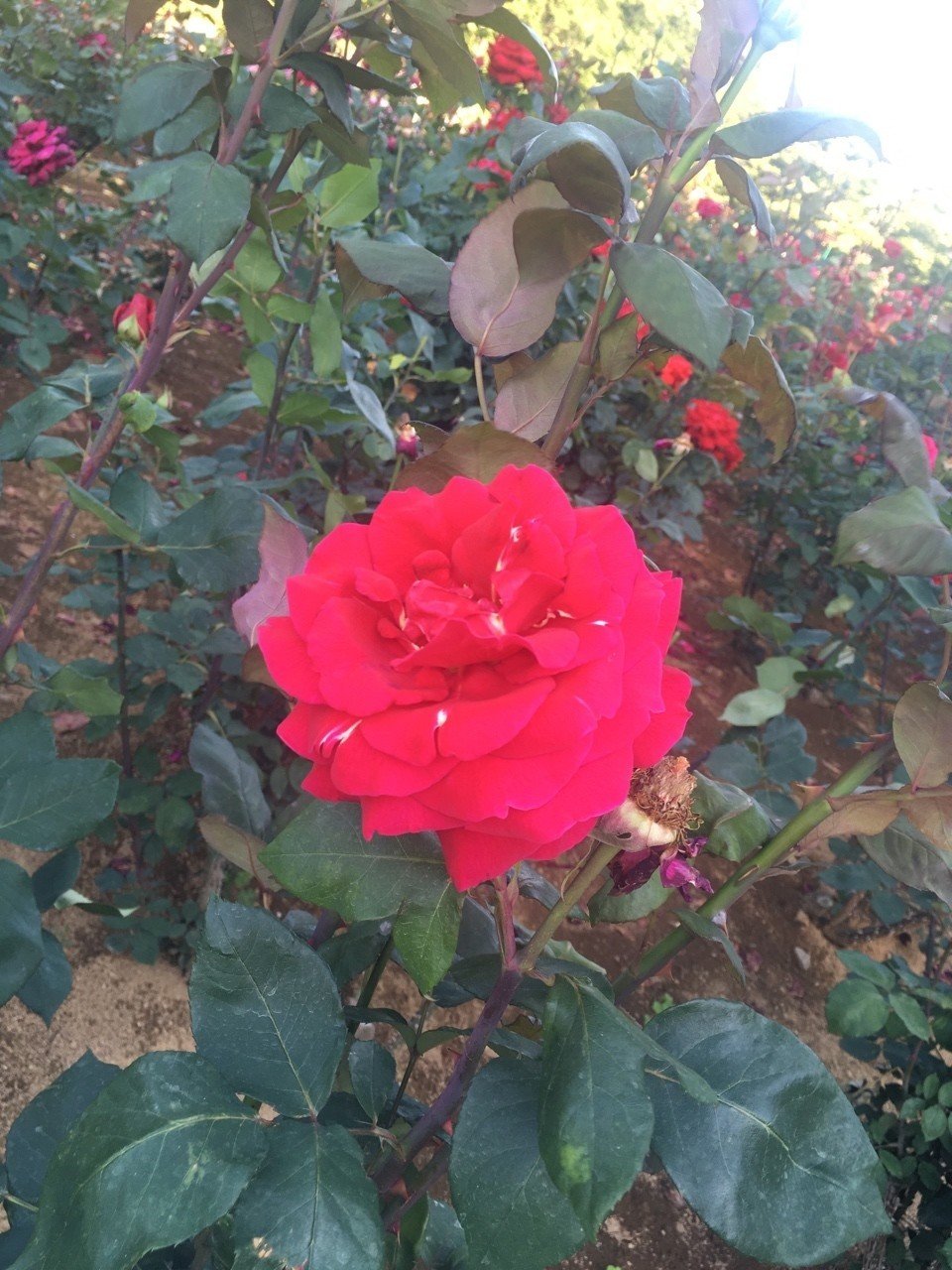 与野公園のバラ祭り1週間後に訪問 まだまだ薔薇がきれい Kiyono Note