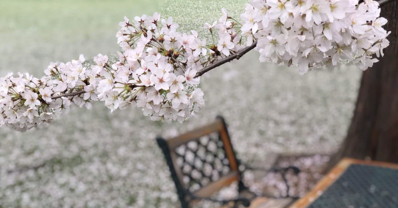 Is the spirit of Wabi-Sabi thanks to cherry blossoms? A person with ...