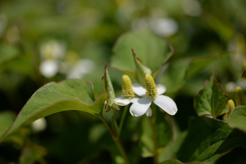 ドクダミの虫刺され薬 飾れる薬 Hijet6243 Note