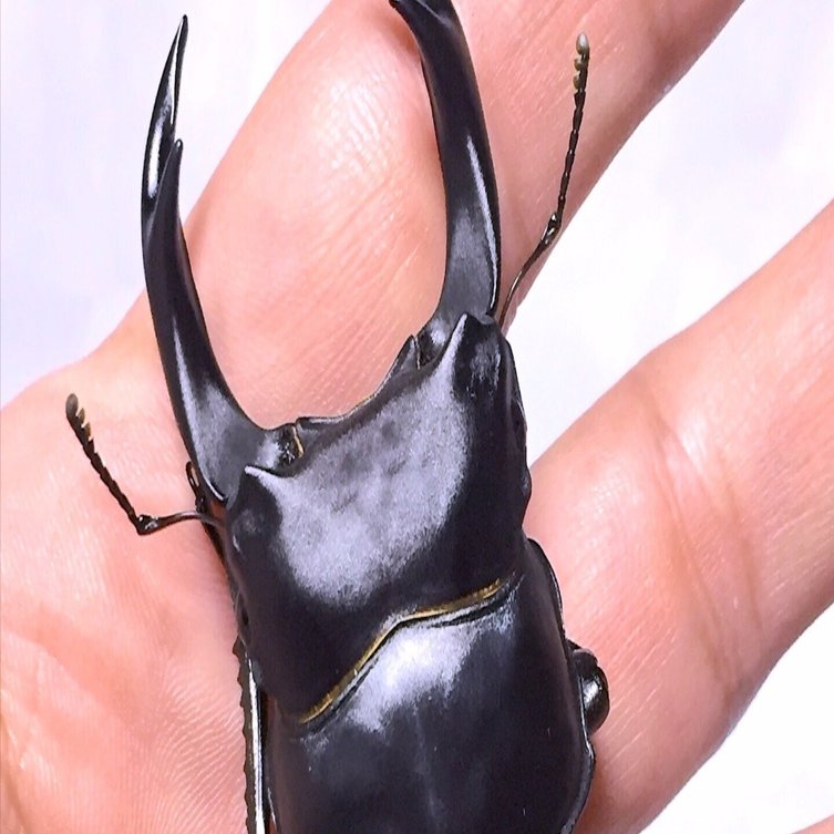 オアハカオテロイ　ワイルド株　最終値下げ OSSA｜ぱわあくらふと