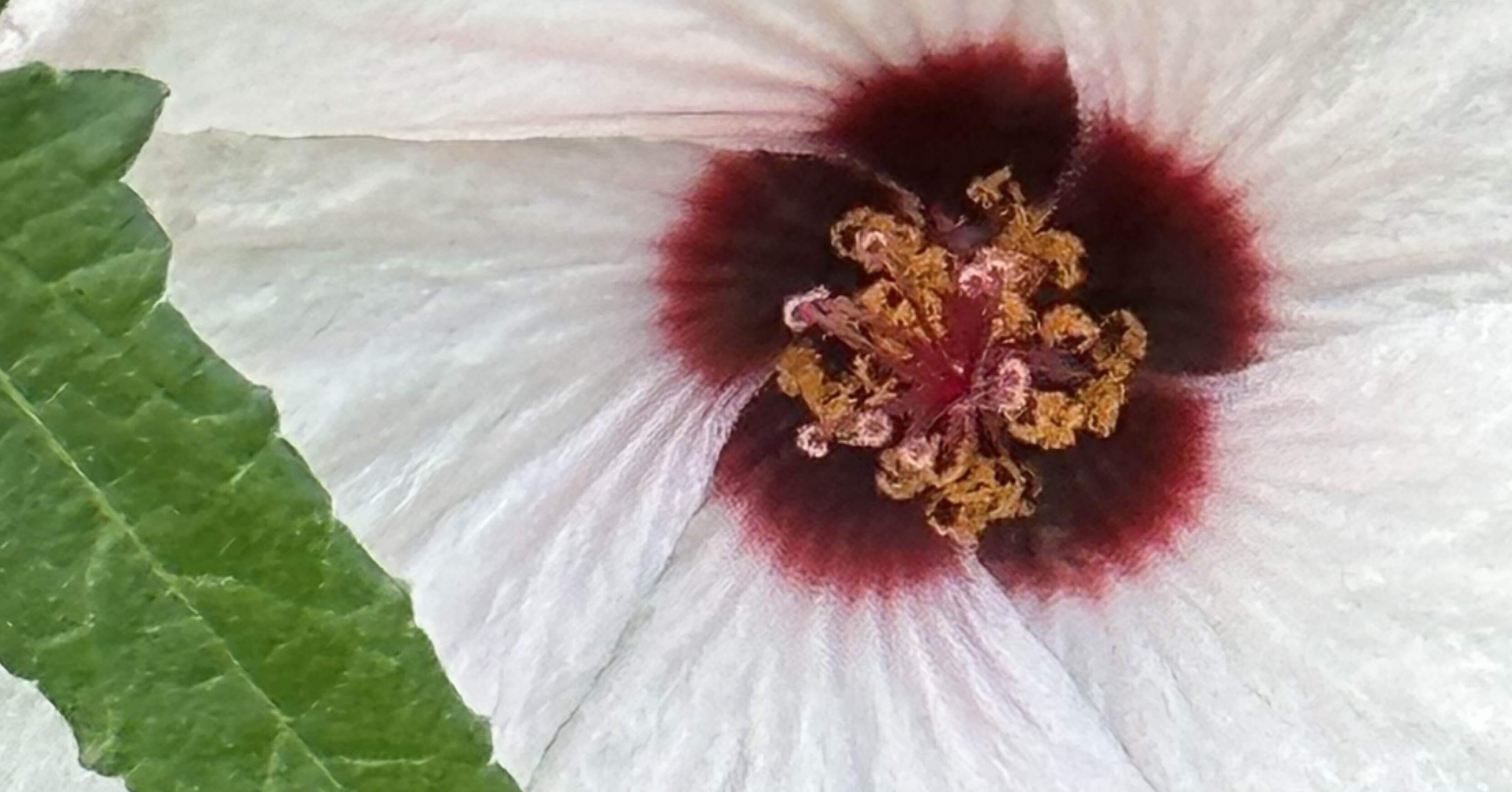 プロフ読んでね§様専用】シャコバサボテン 赤羽＋黄羽＋白蓮 接木