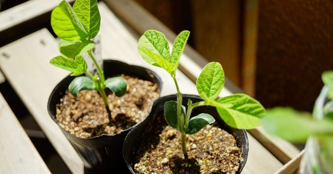 摘芯 断根した黒枝豆のその後 ゆかこ Note