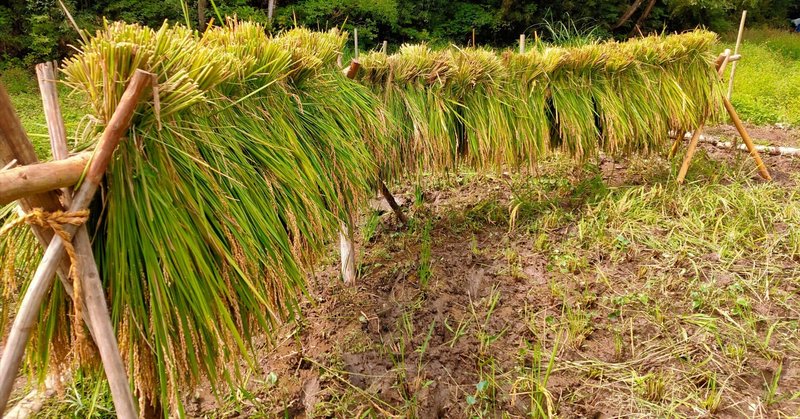 谷津田で穫れた稲を脱穀