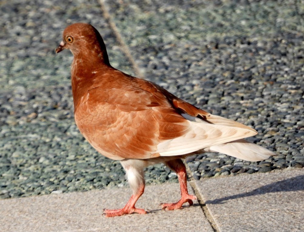 灰色のハト 2001 Nissan Pathfinder, SE | JN8DR09Y11W588901 | Bid History