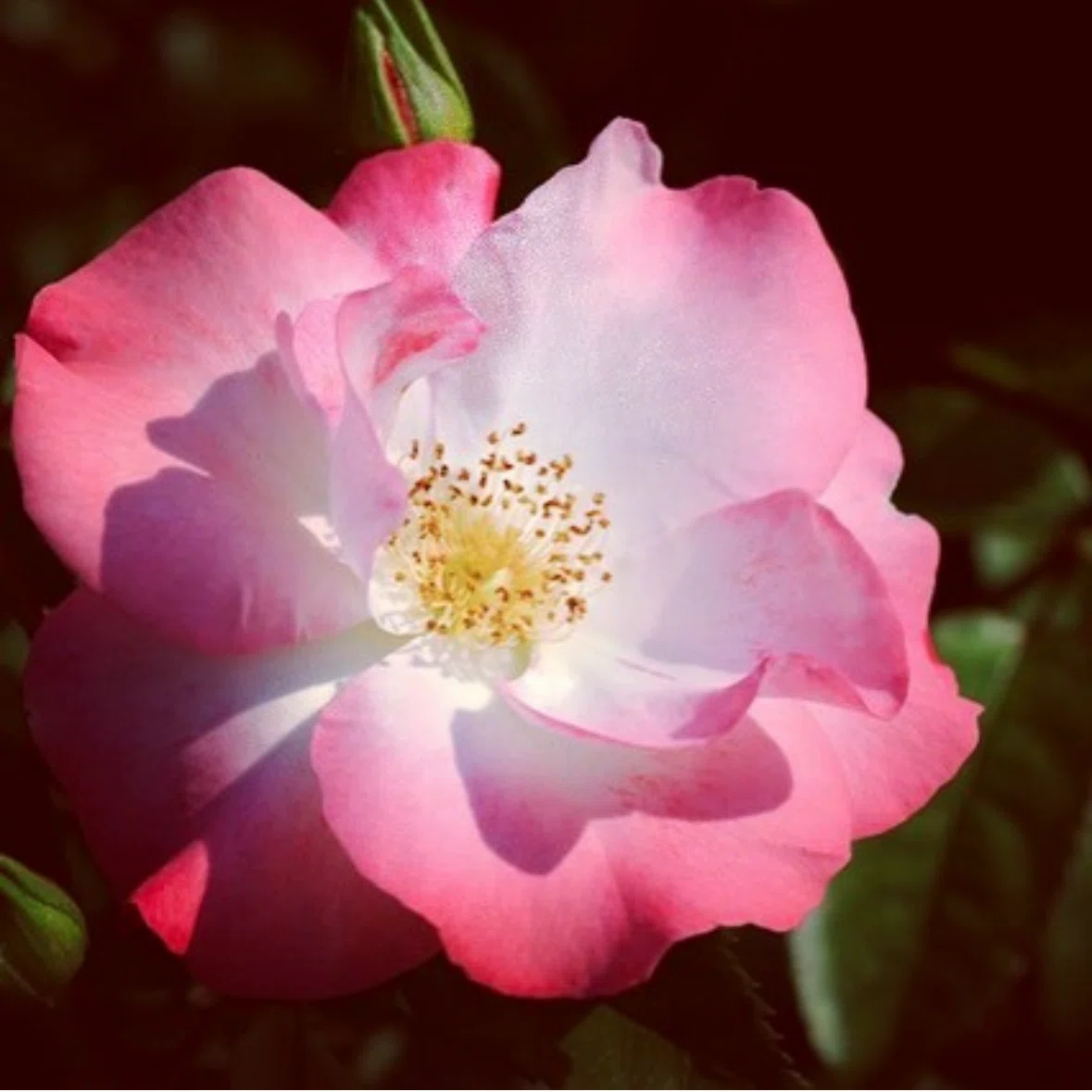 谷津バラ園🌹 4|彩