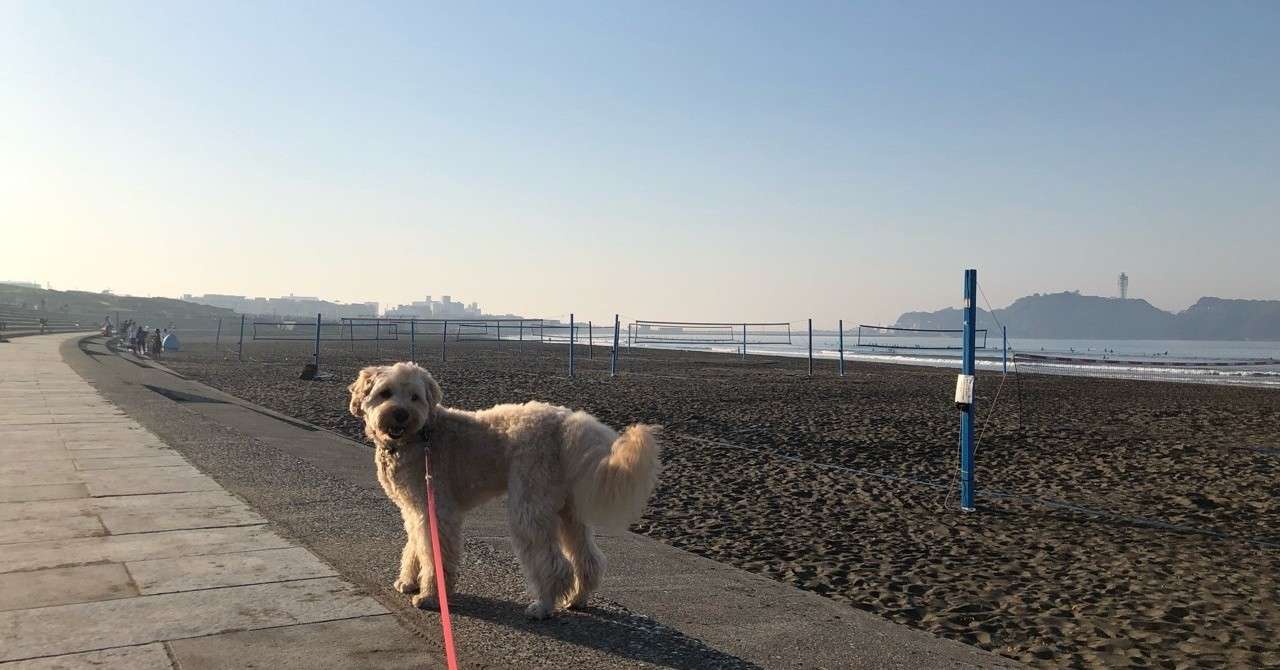 犬との暮らし 出会い ダイスケ Note