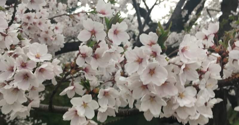 弘前さくらまつり2019.4.24レポート☆弘前公園桜開花状況速報の記録