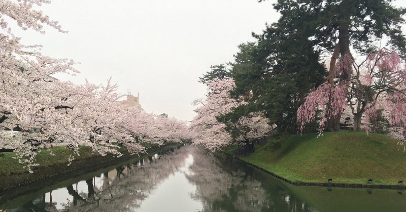 弘前さくらまつり2019.4.25レポート☆弘前公園桜開花状況速報の記録