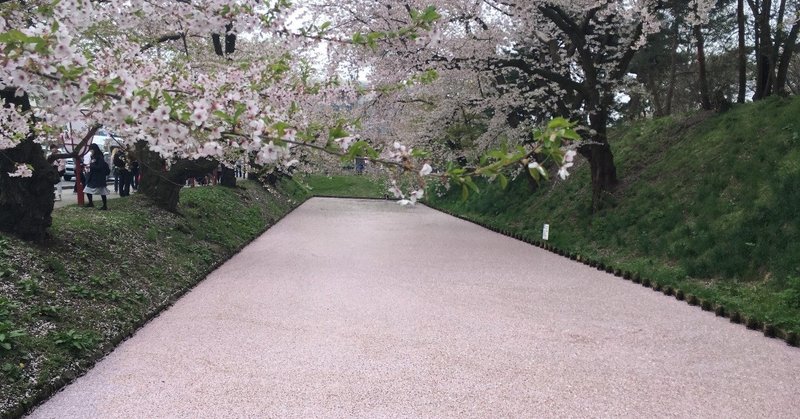 弘前さくらまつり2019.4.30レポート☆弘前公園桜開花状況速報の記録