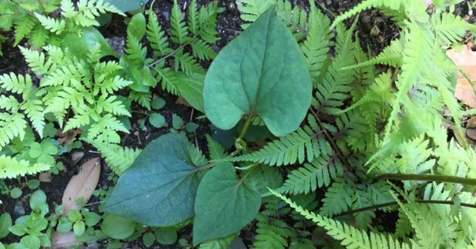 野草食日記 57 どくだみ茶は身体を温めるのか 冷やすのか その飲み方についての注意点 なな艸 Note