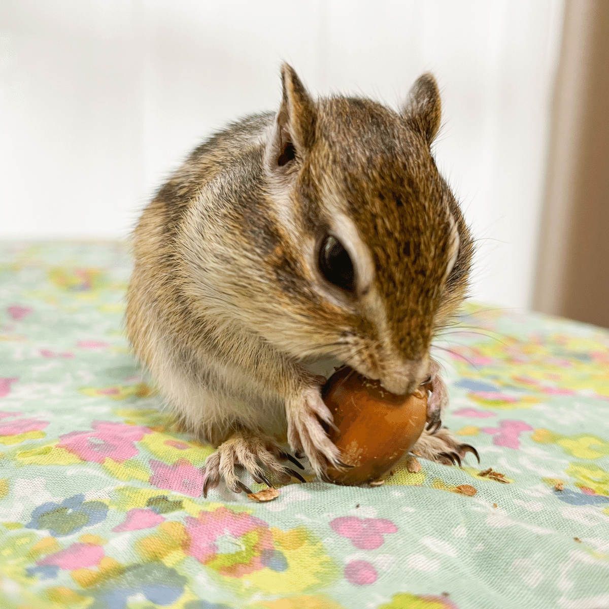 秋♪リスちゃん&どんぐり 秋♪リスちゃん&どんぐり 【公式通販】
