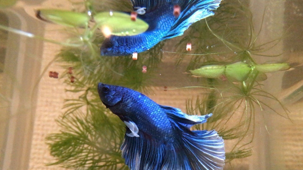 どこにも行けない魚と僕 ーベタの飼育日誌ー キタキツネ Note