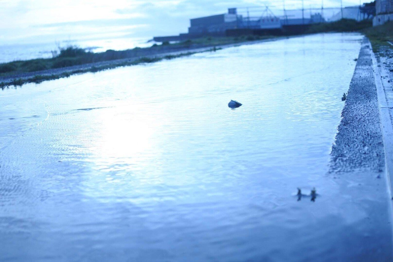 雨上がりの写真たち 小太り フリーwebライター Note