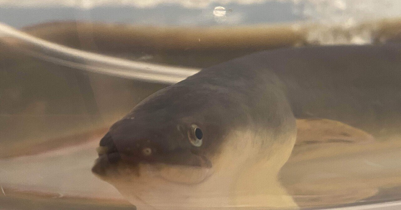ヘラブナ竿 魚集 すいほう 口巻 13.15 釣竿 （魚集 英雄作 天至