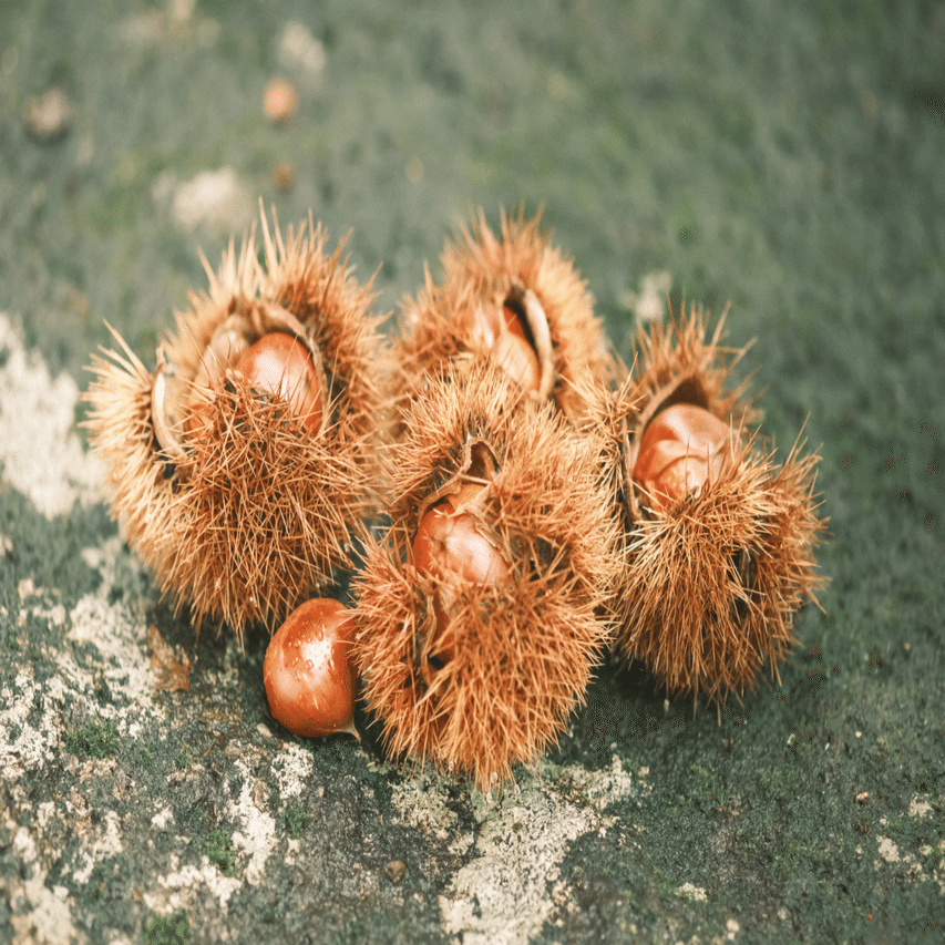 中津川栗さんぽ｜山野 青