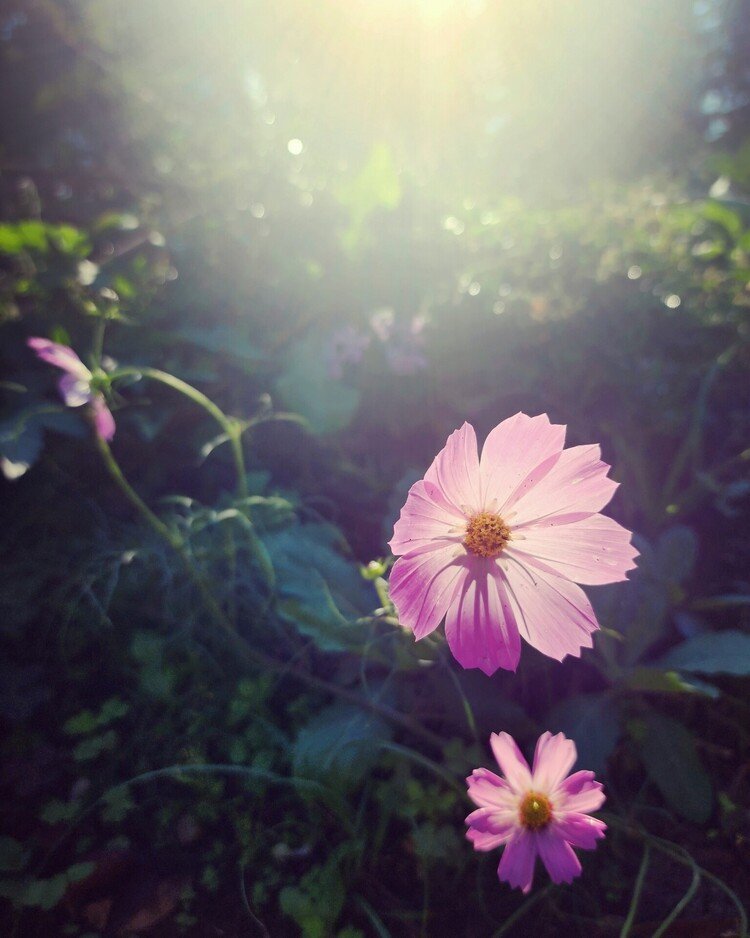 雨上がり。
洗われて発光する秋の花。
空気はひたすらに澄んでおりまして。

#sky #autumn #flower #love #moritaMiW #空 #秋 #秋桜 #佳い一日の終わり