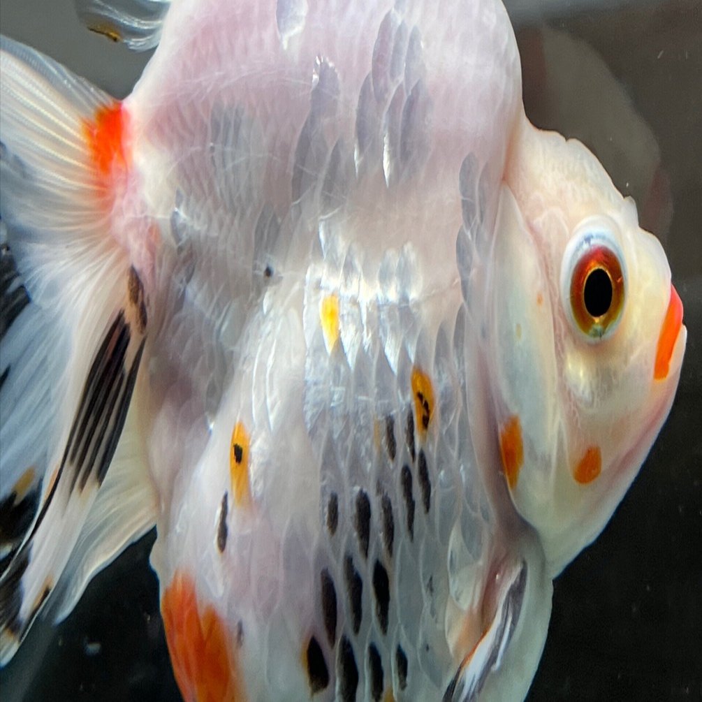 撮影が終わったので金魚紹介｜SAMURAI FARM