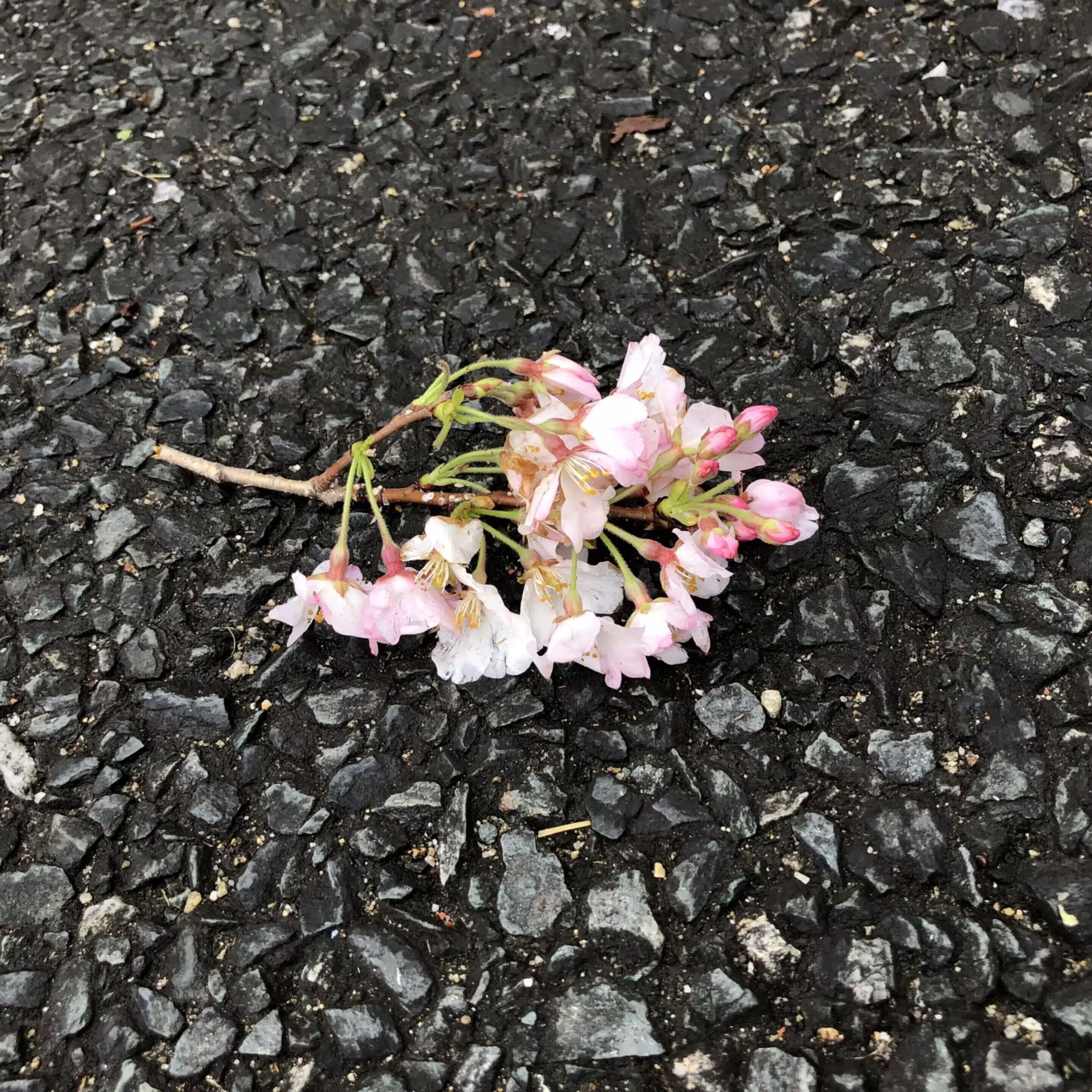 野生の鱒